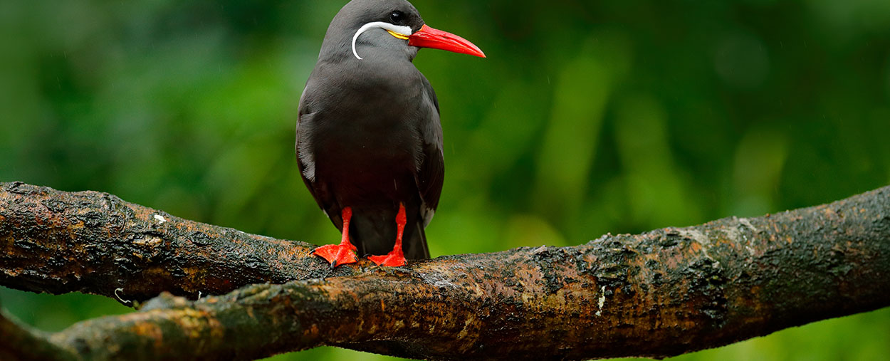 Tropical bird