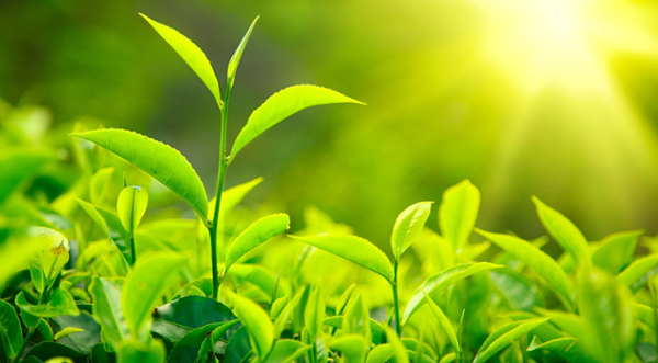 green leaves in sunlight